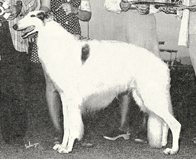 Top Conformation Borzoi 1975